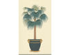 Wallpaper Iksel   Potted Palms Regina Palm 2 Oriental / Japanese / Chinese