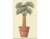 Wallpaper Iksel   Potted Palms Fan Palm Oriental / Japanese / Chinese