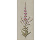 Wallpaper Iksel   Herbier Herb 5 Oriental / Japanese / Chinese