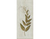 Wallpaper Iksel   Herbier Herb 6 Oriental / Japanese / Chinese