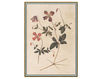 Wallpaper Iksel   Renaissance Herbier RH 33 Oriental / Japanese / Chinese