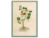 Wallpaper Iksel   Renaissance Herbier RH 27 Oriental / Japanese / Chinese