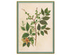 Wallpaper Iksel   Renaissance Herbier RH 16 Oriental / Japanese / Chinese